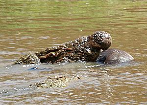 Crocodylus niloticus pauciscutatus