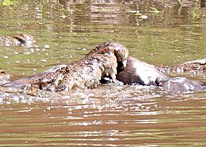 Crocodylus niloticus pauciscutatus