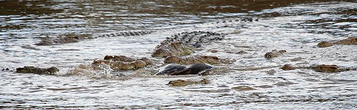 Crocodylus niloticus pauciscutatus