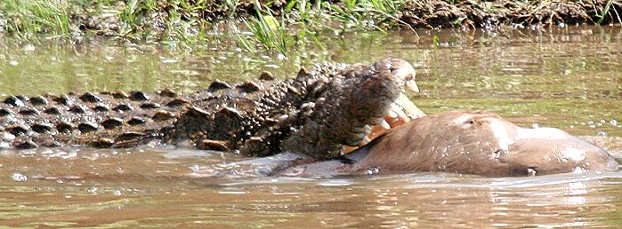 Crocodylus niloticus pauciscutatus