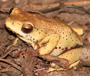 Common Reed Frog Spp., Hyperolius glandicolor ferniquei