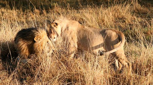 Löwen Ol Kiombo Masai Mara