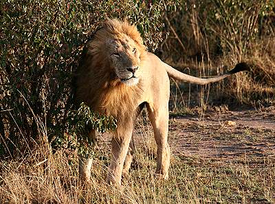 Löwen Ol Kiombo Masai Mara