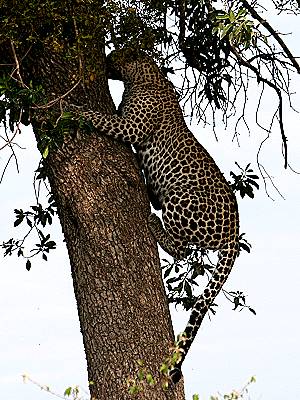 Leopard Masai Mara