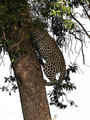 Leopard Masai Mara