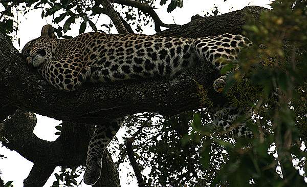 Leopard Masai Mara