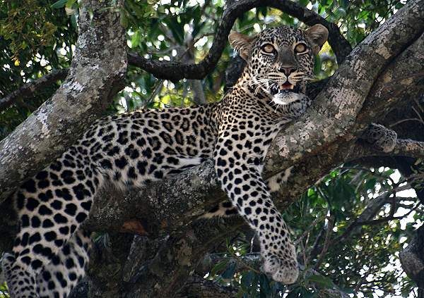 Leopard Masai Mara