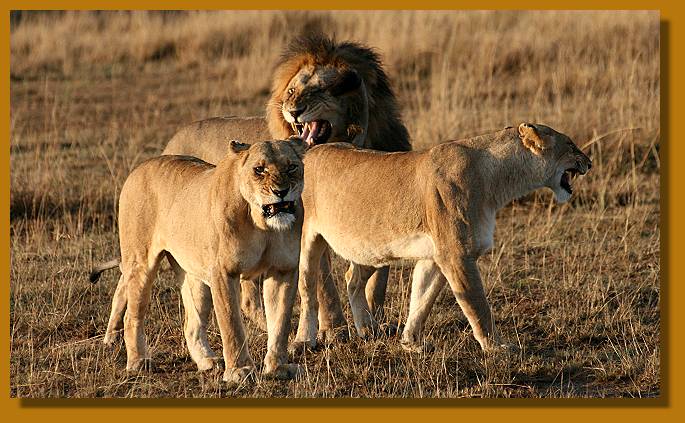 Löwen, Masai Mara