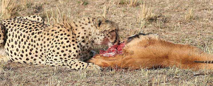 Gepard, Acinonyx jubatus