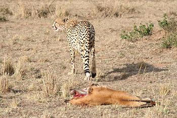 Gepard, Acinonyx jubatus