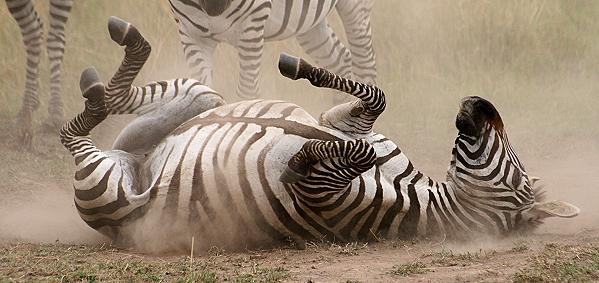safari wangu