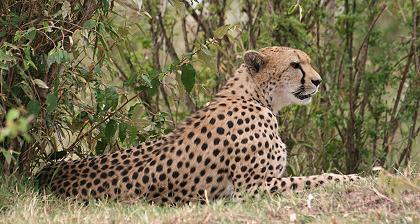 Shakira, Gepard