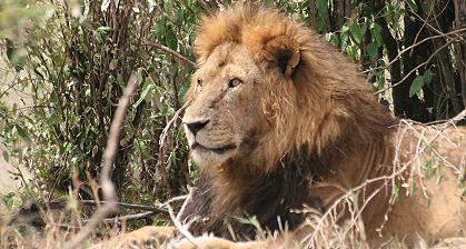 Shakira, Gepard
