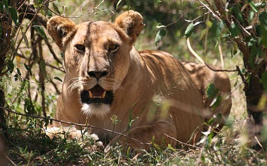 Shakira, Gepard