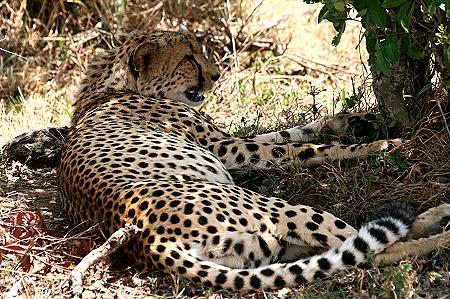 Mara Bush Camp
