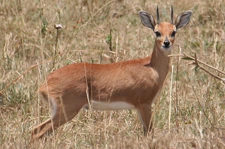 Mara Bush Camp