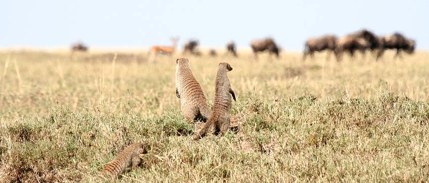 safari wangu