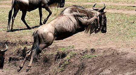 safari wangu