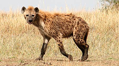 safari wangu