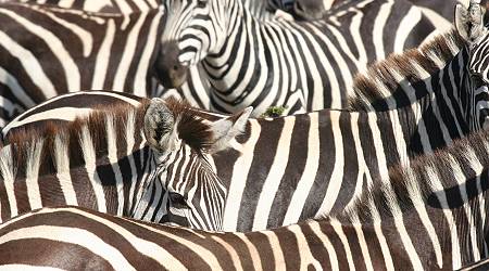 safari wangu