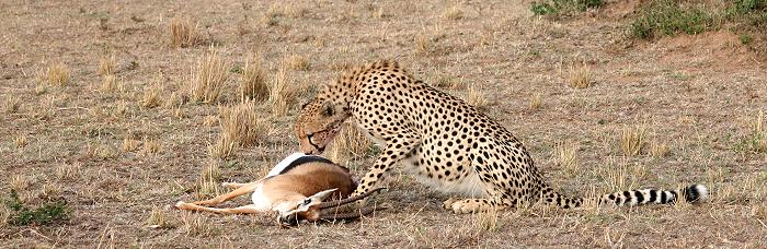 Gepard, Acinonyx jubatus