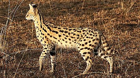 safari wangu