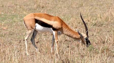 safari wangu