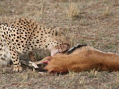 Gepard, Acinonyx jubatus