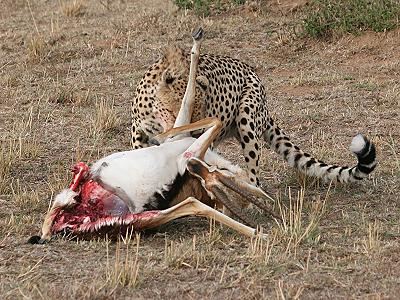 Gepard, Acinonyx jubatus