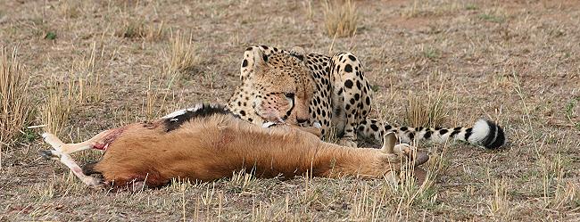 Gepard, Acinonyx jubatus