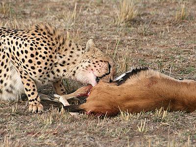 Gepard, Acinonyx jubatus