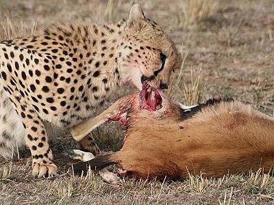 Gepard, Acinonyx jubatus