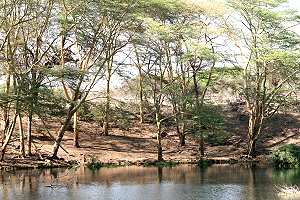 Mizuma Springs, Tsavo West
