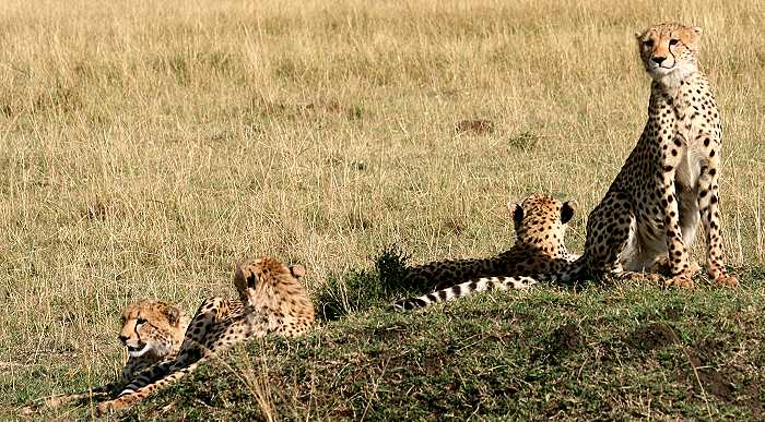 Shakira, Gepard