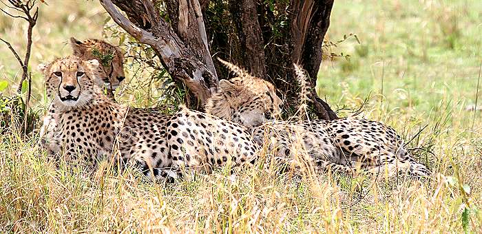 Shakira, Gepard
