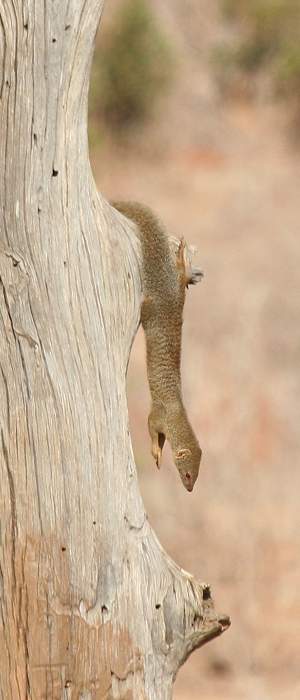 Tsavo Ost National Park