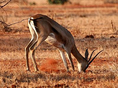 Tsavo Ost National Park