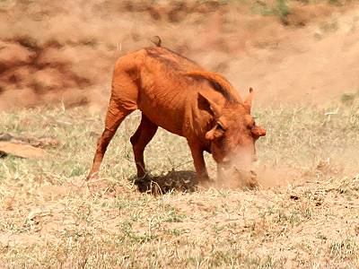 Tsavo Ost National Park