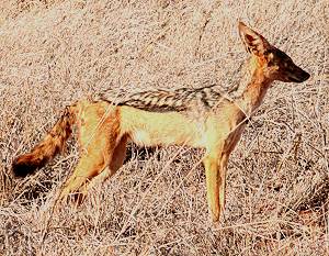 Tsavo Ost National Park