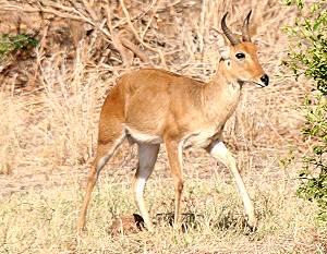 Tsavo Ost National Park