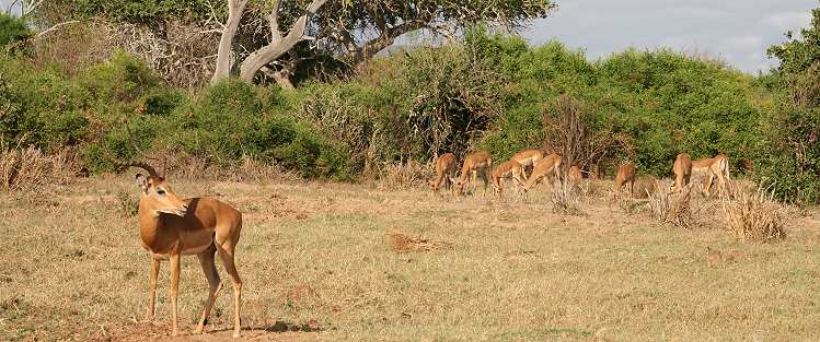 Tsavo Ost National Park