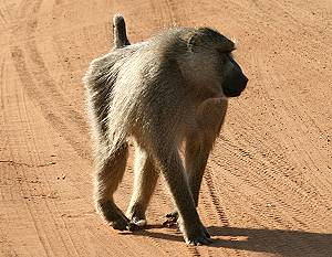 Tsavo Ost National Park