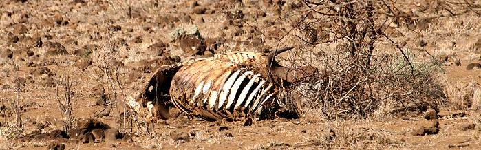 Tsavo West National Park