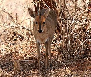 Tsavo West National Park