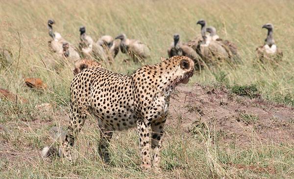 masai mara