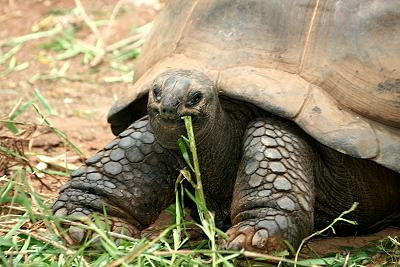 Aldabra Riesenschildröte