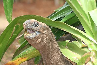 Aldabra Riesenschildkröte