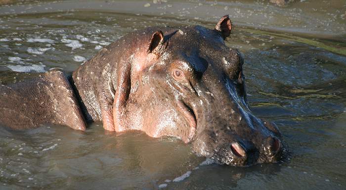 Hippopotamus amphibius