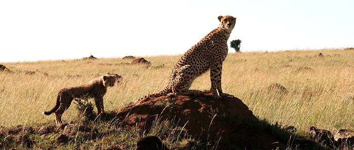 Gepard