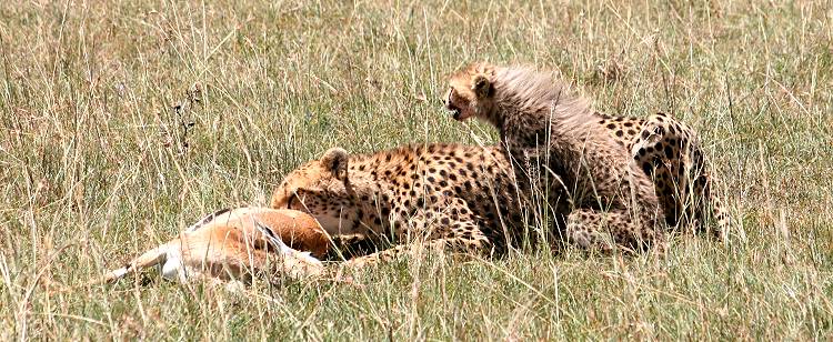 cheetah